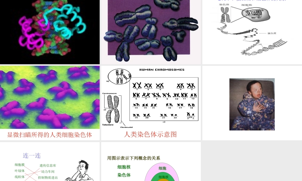 2012年秋七年级生物上册 第二单元 第二章 第二节 细胞核是遗传信息库课件 新人教版