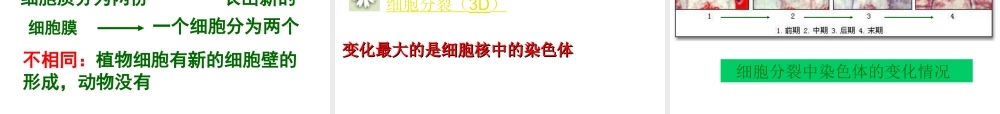2012年秋七年级生物上册 第二单元 第三节 细胞通过分裂产生新细胞课件 新人教版
