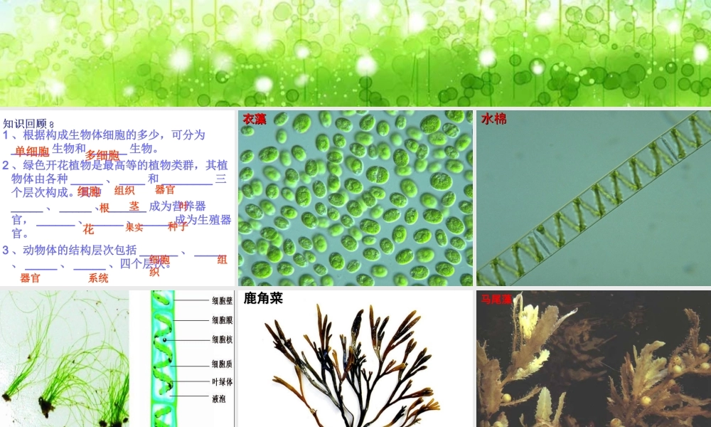 2012年秋七年级生物上册 第二单元 第一节 绿色植物的主要类群课件 济南版