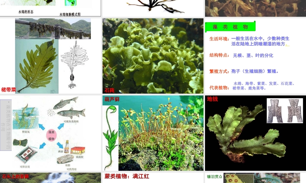 2012年秋七年级生物上册 第二单元 第一节 绿色植物的主要类群课件 济南版