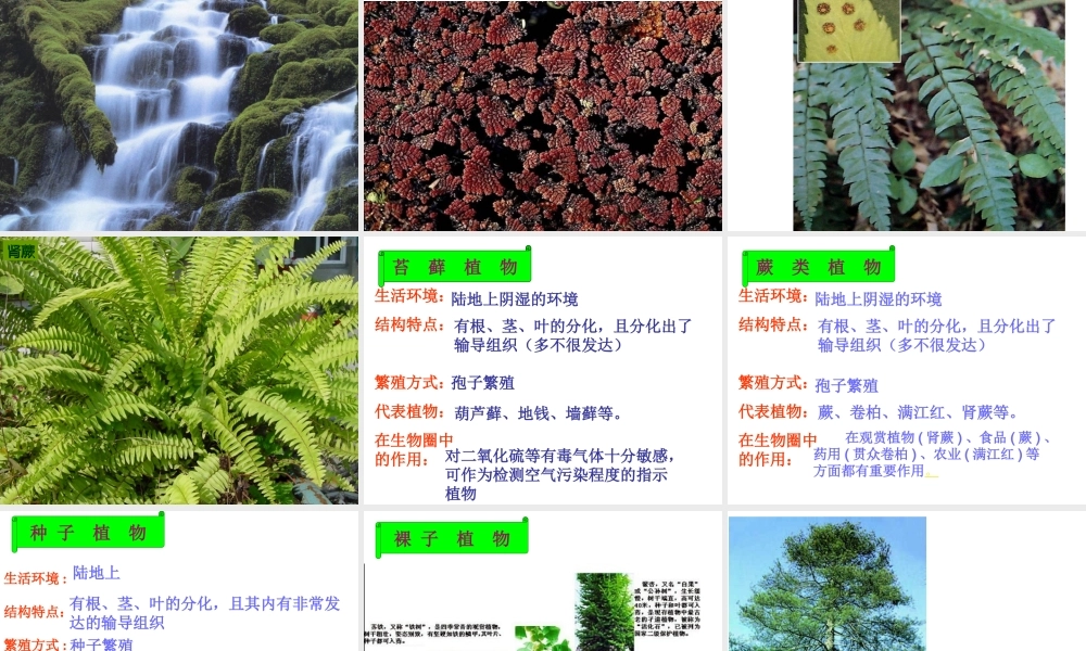 2012年秋七年级生物上册 第二单元 第一节 绿色植物的主要类群课件 济南版