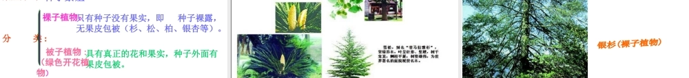 2012年秋七年级生物上册 第二单元 第一节 绿色植物的主要类群课件 济南版