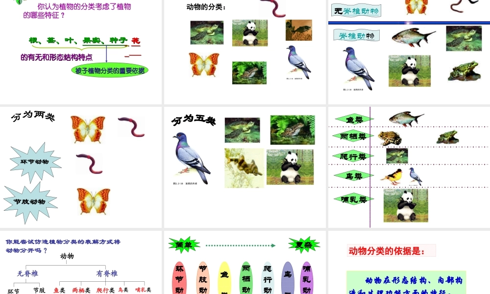 2012年秋七年级生物上册 第二单元 多彩的生物世界第四章生物的分类 第一节 生物的分类方法课件 济南版