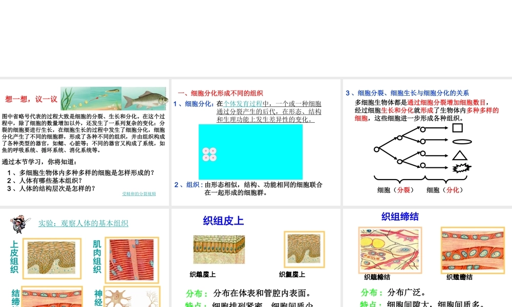 2012年秋七年级生物上册 第二节 动物体的结构层次课件 新人教版