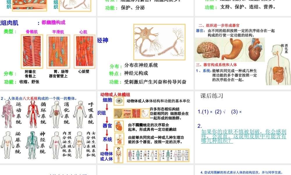 2012年秋七年级生物上册 第二节 动物体的结构层次课件 新人教版