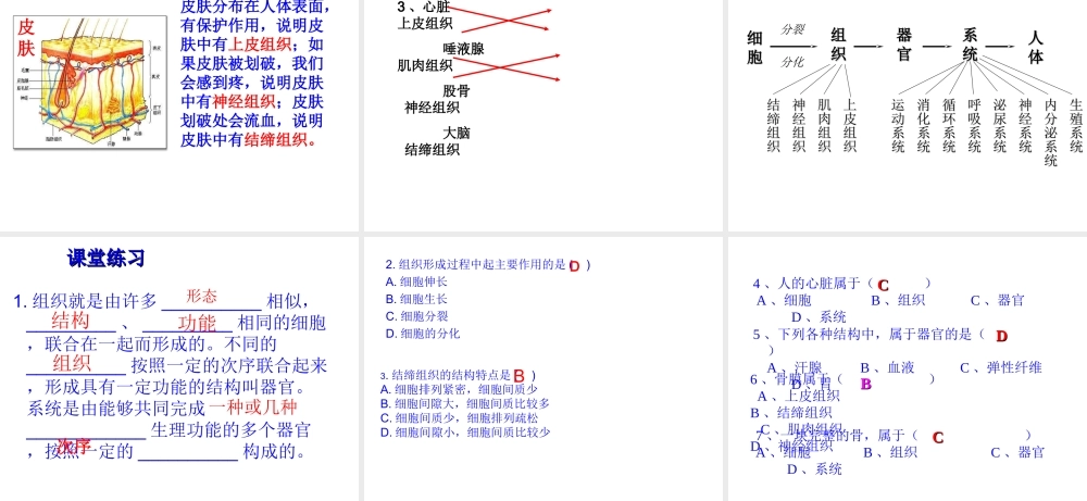 2012年秋七年级生物上册 第二节 动物体的结构层次课件 新人教版