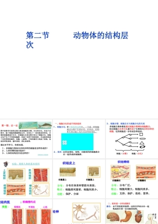 2012年秋七年级生物上册 第二节 动物体的结构层次课件 新人教版