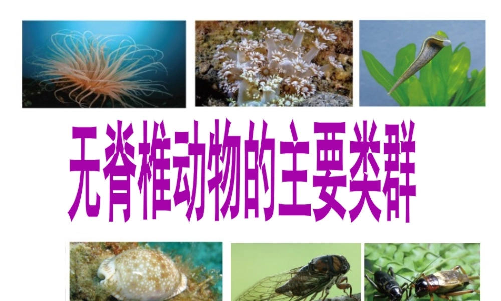 2012年秋七年级生物上册 第二章 第一节 无脊椎动物的主要类群课件 济南版