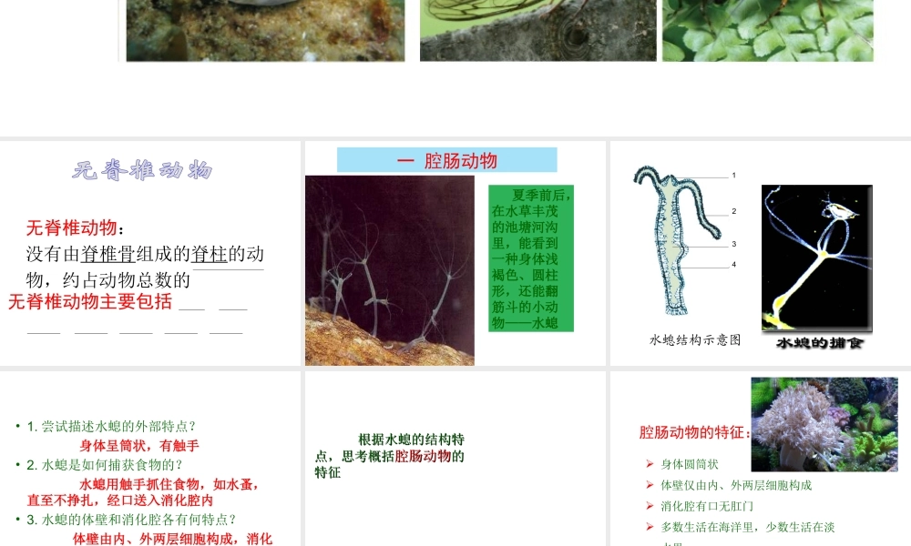 2012年秋七年级生物上册 第二章 第一节 无脊椎动物的主要类群课件 济南版