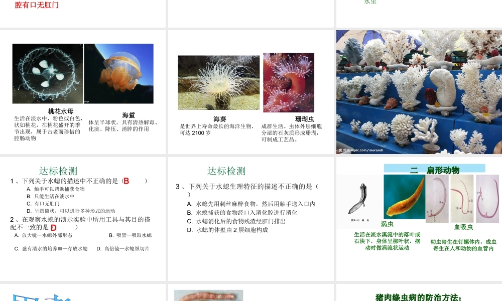 2012年秋七年级生物上册 第二章 第一节 无脊椎动物的主要类群课件 济南版