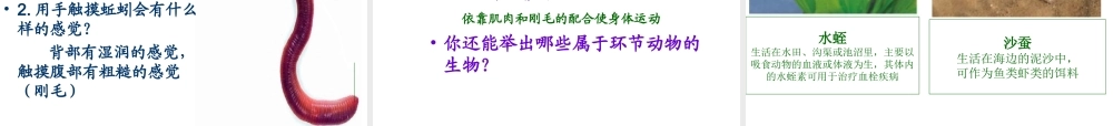 2012年秋七年级生物上册 第二章 第一节 无脊椎动物的主要类群课件 济南版
