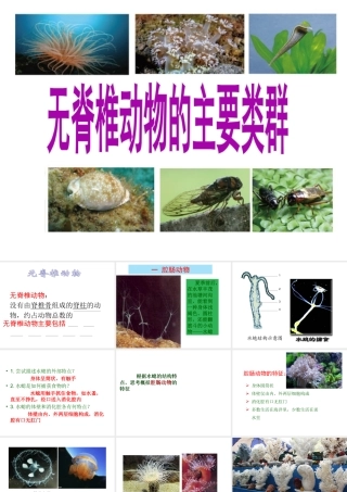 2012年秋七年级生物上册 第二章 第一节 无脊椎动物的主要类群课件 济南版