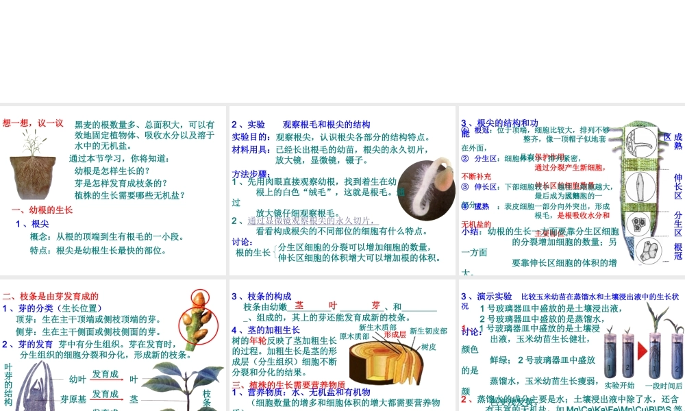 2012年秋七年级生物上册 第三单元 第二章 第二节 植株的生长课件 新人教版