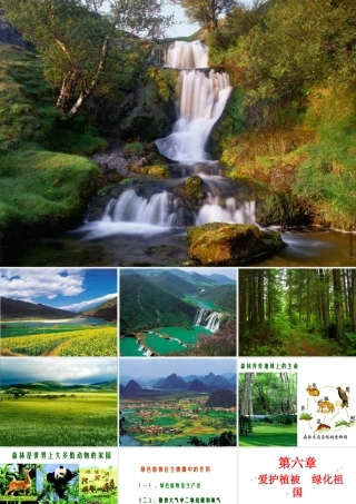 2012年秋七年级生物上册 第三单元 第六章 爱护植被，绿化祖国课件 新人教版