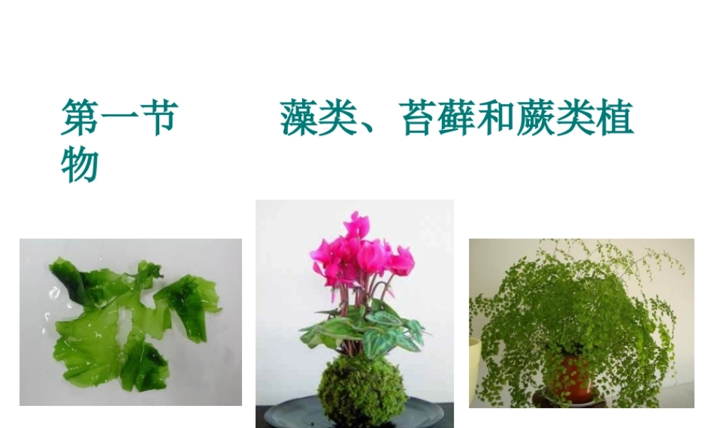 2012年秋七年级生物上册 第三单元 第一章 第一节 藻类、苔藓和蕨类植物课件 新人教版