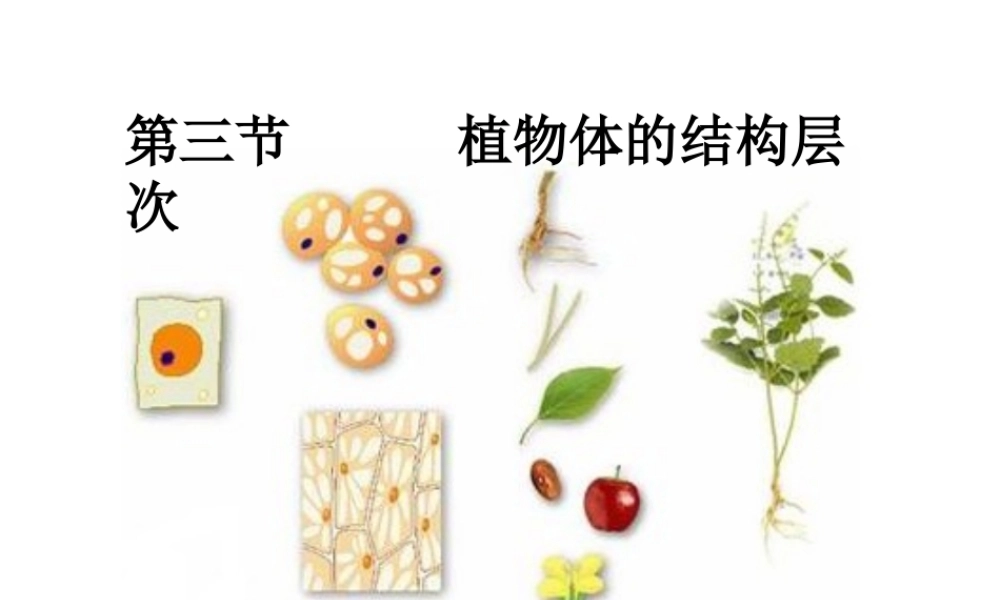 2012年秋七年级生物上册 第三节 植物体的结构层次课件 新人教版