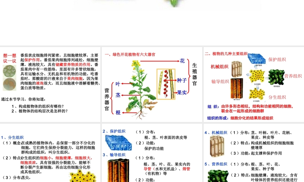 2012年秋七年级生物上册 第三节 植物体的结构层次课件 新人教版