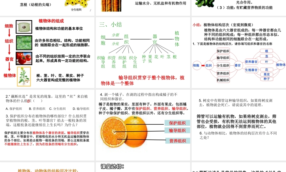 2012年秋七年级生物上册 第三节 植物体的结构层次课件 新人教版