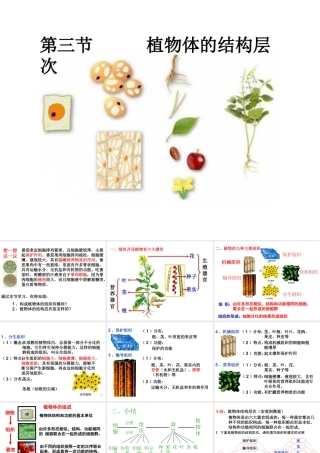 2012年秋七年级生物上册 第三节 植物体的结构层次课件 新人教版
