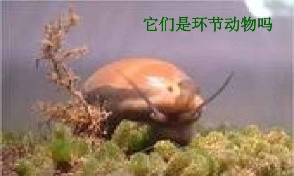 2012年秋七年级生物上册 第三章 第三节 常见的动物课件 冀教版