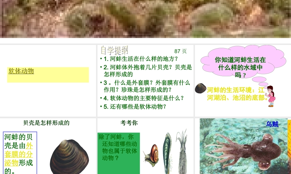 2012年秋七年级生物上册 第三章 第三节 常见的动物课件 冀教版