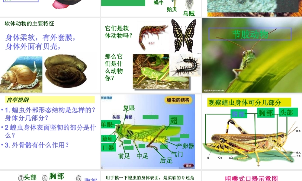 2012年秋七年级生物上册 第三章 第三节 常见的动物课件 冀教版