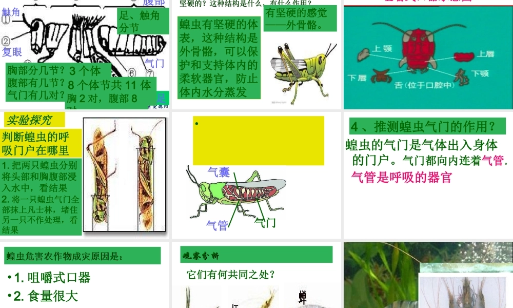 2012年秋七年级生物上册 第三章 第三节 常见的动物课件 冀教版