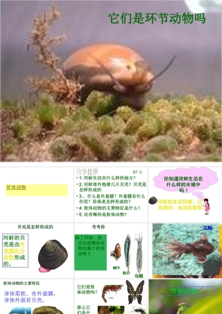 2012年秋七年级生物上册 第三章 第三节 常见的动物课件 冀教版