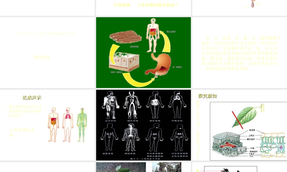 2012年秋七年级生物上册 第四章 第二节 生物体的器官、系统课件 北师大版