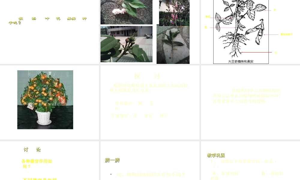 2012年秋七年级生物上册 第四章 第二节 生物体的器官、系统课件 北师大版