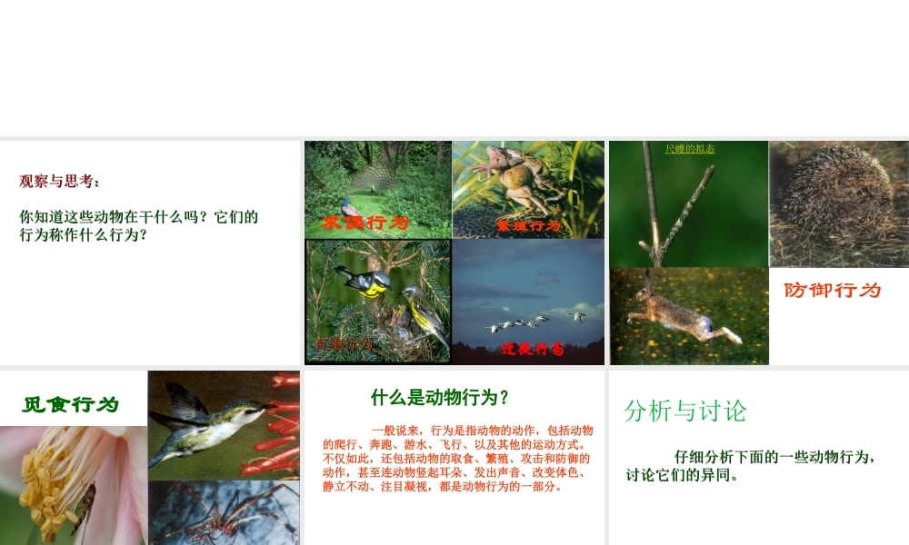 2012年秋七年级生物上册 第一单元 第二章 第二节 动物的行为课件 济南版
