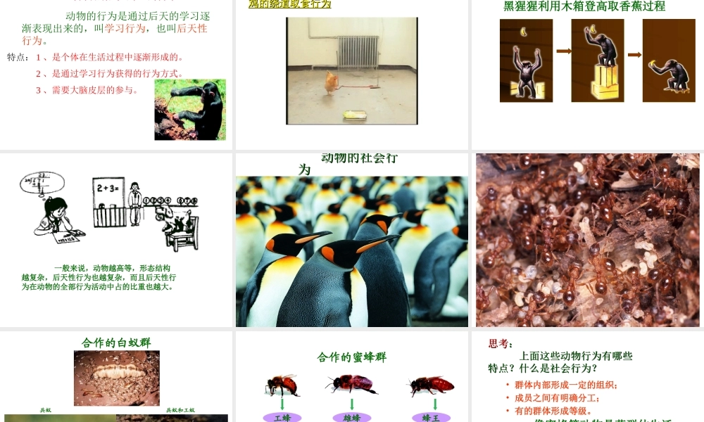 2012年秋七年级生物上册 第一单元 第二章 第二节 动物的行为课件 济南版