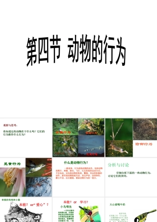 2012年秋七年级生物上册 第一单元 第二章 第二节 动物的行为课件 济南版