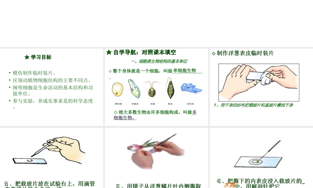 2012年秋七年级生物上册 第一单元 第二章 第二节 细胞的结构和功能课件 济南版