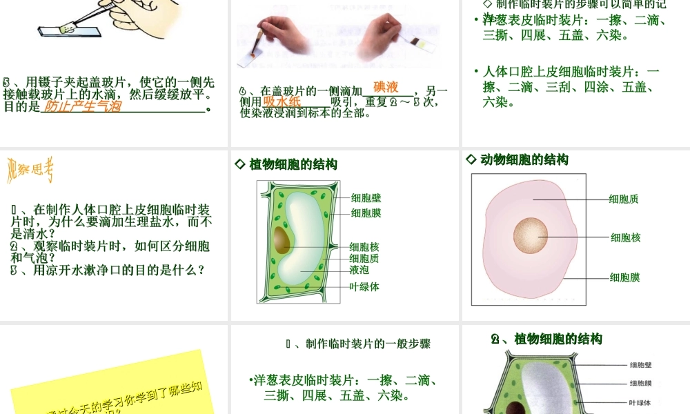 2012年秋七年级生物上册 第一单元 第二章 第二节 细胞的结构和功能课件 济南版