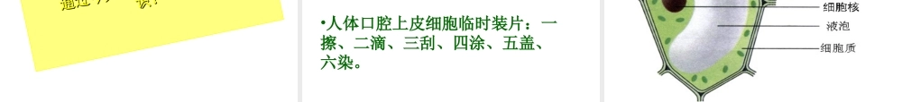 2012年秋七年级生物上册 第一单元 第二章 第二节 细胞的结构和功能课件 济南版