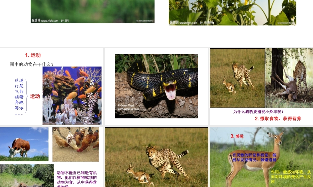 2012年秋七年级生物上册 第一单元 第一章 第一节 生物的基本特征课件 济南版