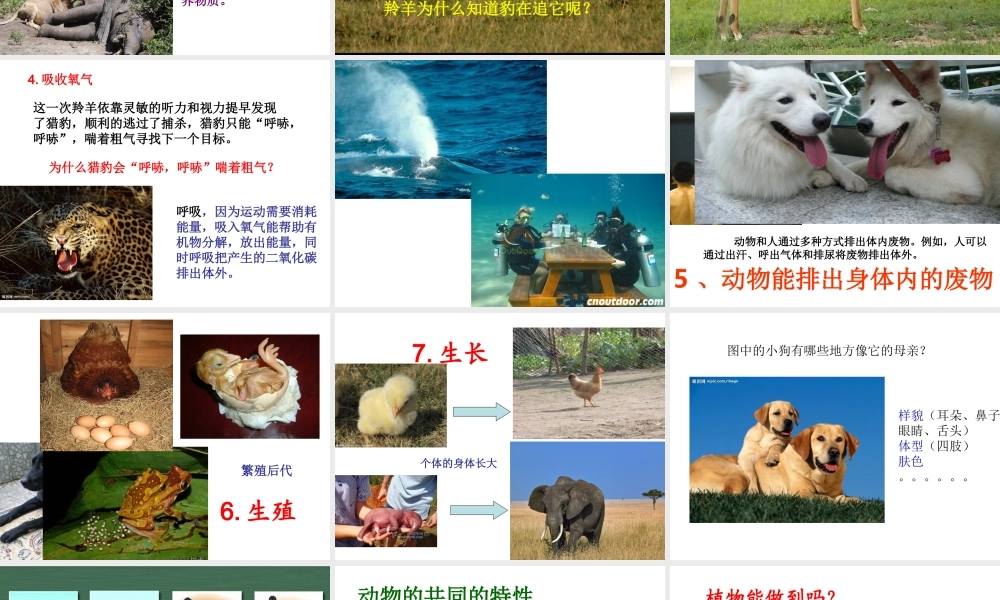 2012年秋七年级生物上册 第一单元 第一章 第一节 生物的基本特征课件 济南版