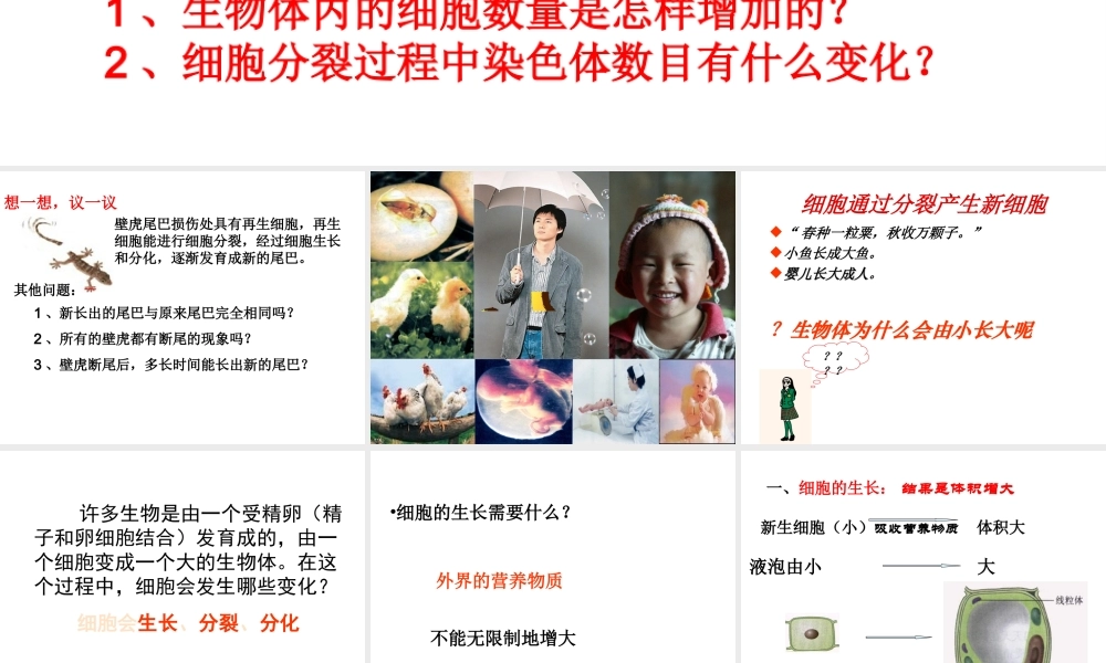 2012年秋七年级生物上册 第一节 细胞通过分裂产生新细胞课件 新人教版