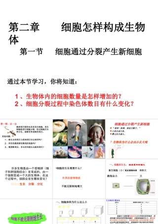 2012年秋七年级生物上册 第一节 细胞通过分裂产生新细胞课件 新人教版