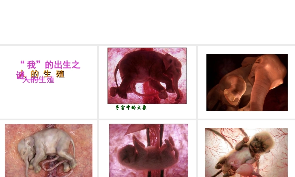 2012年秋七年级生物上册 第一章 第二节 人的生殖课件 新人教版