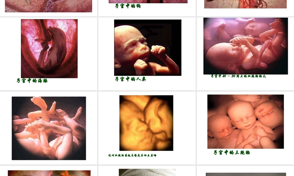 2012年秋七年级生物上册 第一章 第二节 人的生殖课件 新人教版