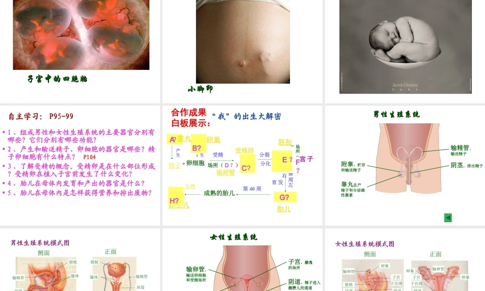 2012年秋七年级生物上册 第一章 第二节 人的生殖课件 新人教版