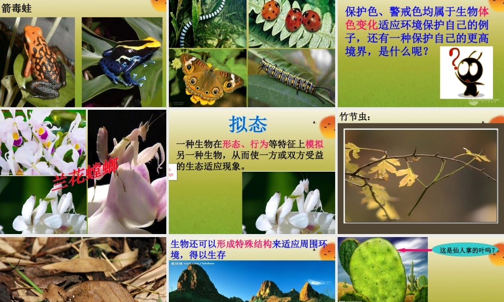 2012年秋七年级生物上册 生物对环境的适应课件 苏科版