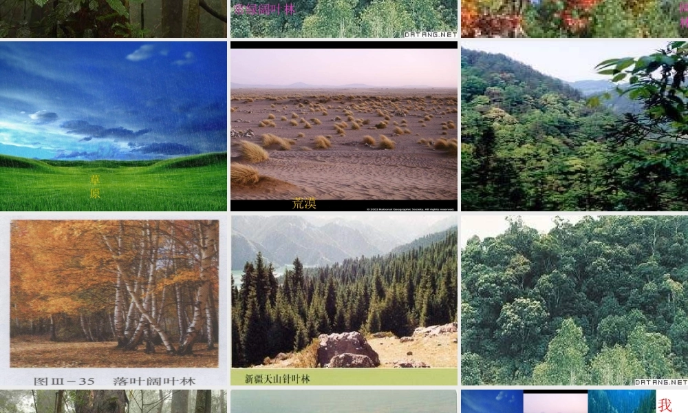 2012年秋七年级生物上册《第三单元 第六章 爱护植被,绿化祖国》课件10 人教新课标版