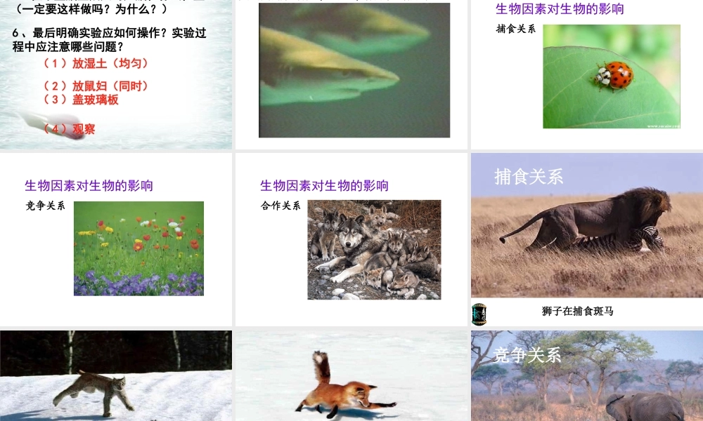 2012年秋七年级生物上册《第一单元  第二章 第一节 生物与环境的关系》课件2 人教新课标版