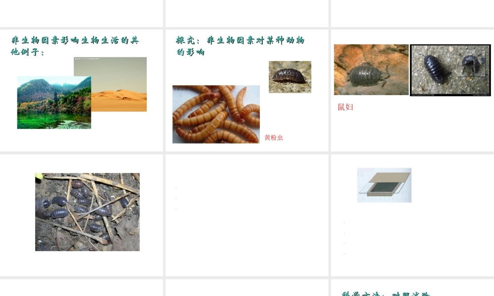 2012年秋七年级生物上册《第一单元  第二章 第一节 生物与环境的关系》课件3 人教新课标版