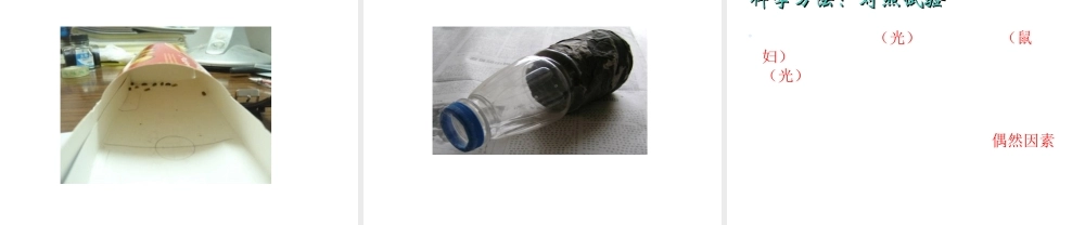 2012年秋七年级生物上册《第一单元  第二章 第一节 生物与环境的关系》课件3 人教新课标版