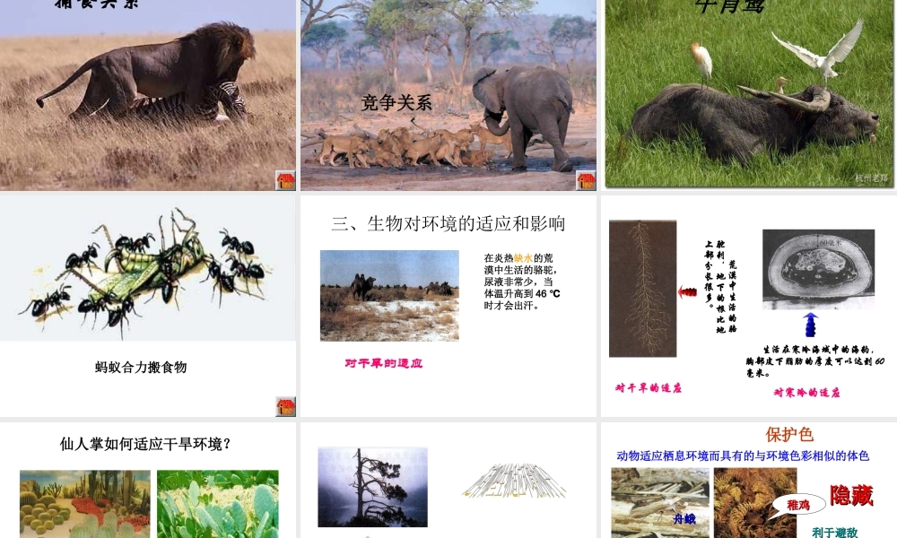 2012年秋七年级生物上册《第一单元  第二章 第一节 生物与环境的关系》课件5 人教新课标版