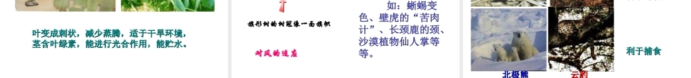 2012年秋七年级生物上册《第一单元  第二章 第一节 生物与环境的关系》课件5 人教新课标版